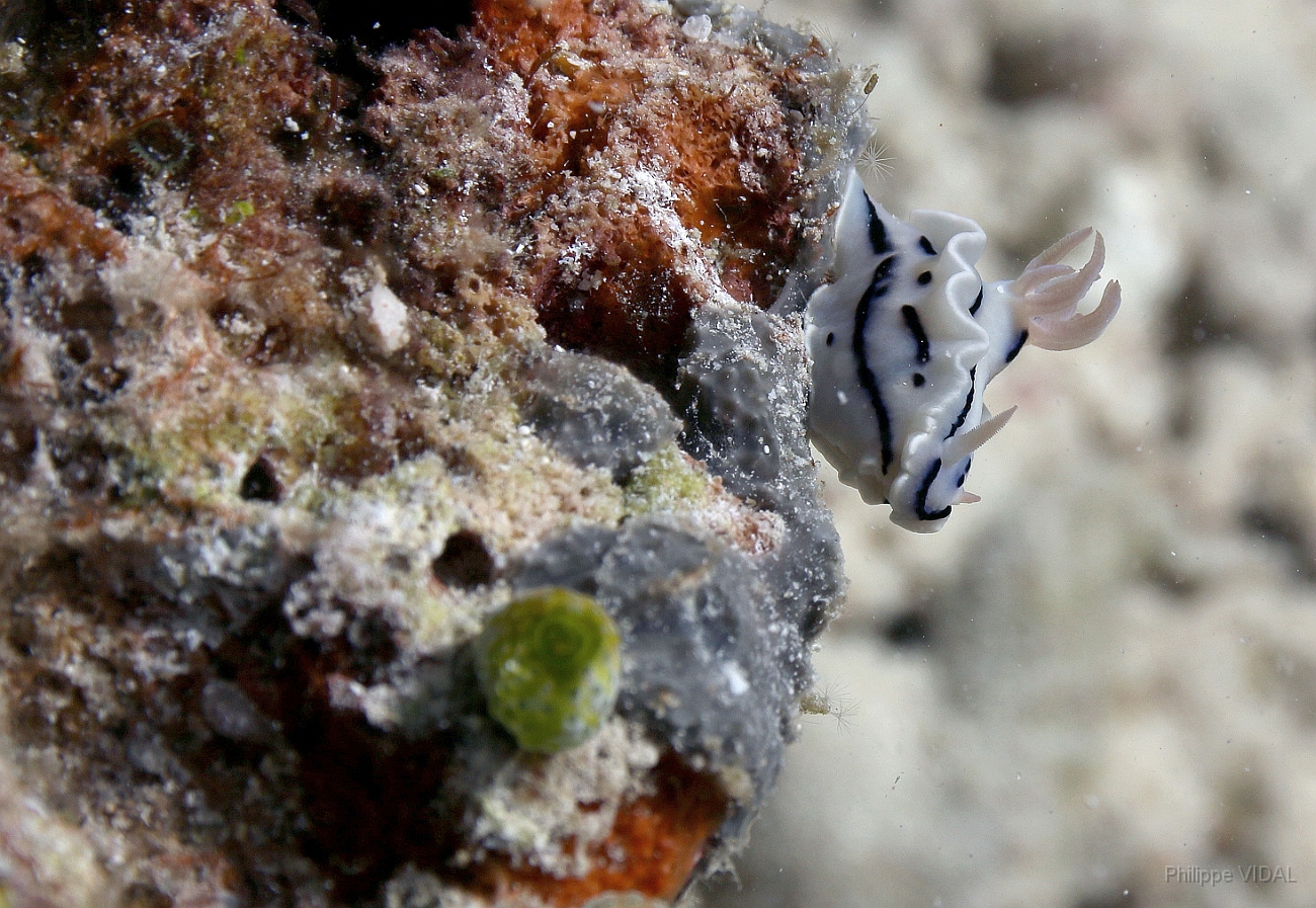 Raja Ampat 2016 - Chromodoris lochi - Loch s Chromodoris - Doris de Loch - IMG_4175_rc.jpg